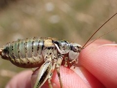 Antaxius hispanicus