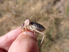 Ephippiger diurnus cunii