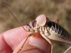 Ephippiger diurnus cunii