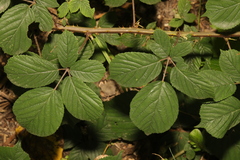 Rubus tuberculatus