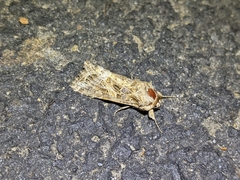 Spodoptera praefica