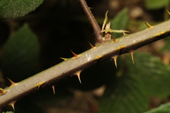 Rubus tuberculatus