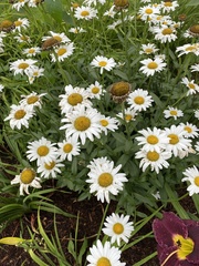 Leucanthemum × superbum