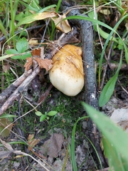 Russula subfoetens