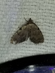 Dyspyralis puncticosta