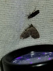 Dyspyralis puncticosta