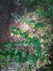 Hypericum tetrapetalum