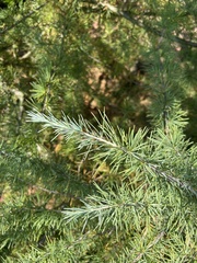 Cedrus