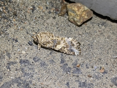 Spodoptera praefica