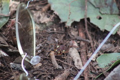 Erginulus roeweri