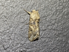Spodoptera praefica