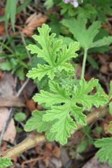 Pelargonium × asperum