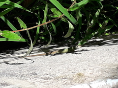 Lacerta schreiberi