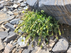 Cerastium latifolium