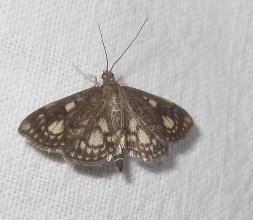 Anania stachydalis