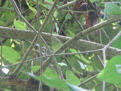 Myiopagis viridicata