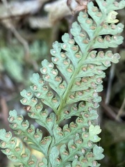 Davallia tyermannii