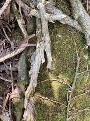 Davallia tyermannii