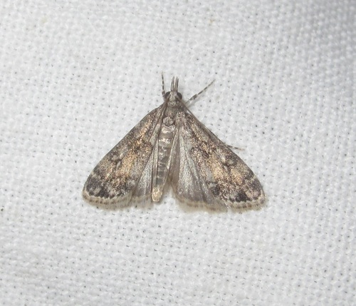 Eudonia lacustrata
