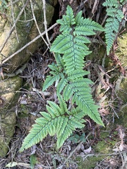 Davallia tyermannii