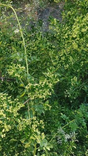 Euonymus japonicus image