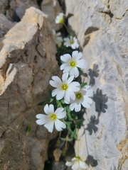 Cerastium latifolium