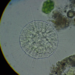 Acanthocystis aculeata - Photo (c) pierrenoel,  זכויות יוצרים חלקיות (CC BY-NC), הועלה על ידי pierrenoel