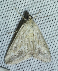Glaphyriinae