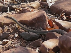 Psammophis trigrammus