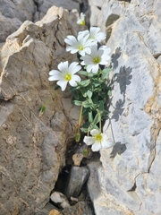 Cerastium latifolium
