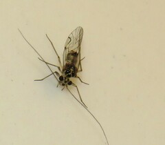 Teliapsocus