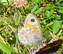 Lasiommata