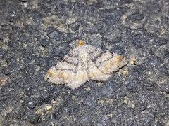 Macaria adonis