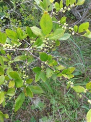 Forestiera ligustrina