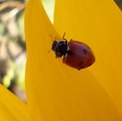 Hippodamia variegata