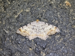 Macaria adonis