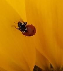 Hippodamia variegata