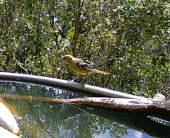 Icterus parisorum