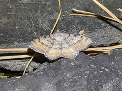Macaria adonis