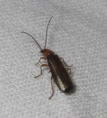 Rhagonycha lutea