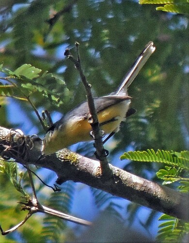 Creamy-bellied Gnatcatcher (Polioptila lactea), photo 9