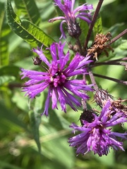 Vernonia noveboracensis