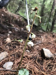 Pyrola morrisonensis