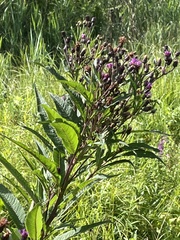 Vernonia noveboracensis