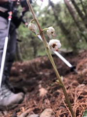 Pyrola morrisonensis