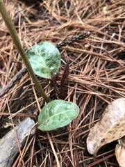Pyrola morrisonensis