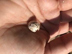 Petrochelidon pyrrhonota