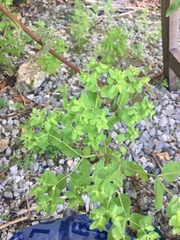 Euphorbia peplus