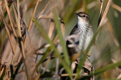 Bradypterus baboecala