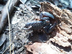 Iomachus politus
